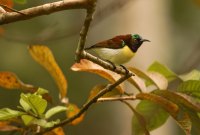L'application Twigle Birds reconnaît les oiseaux à votre place