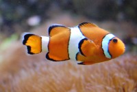 Tech & sciences : nos poissons d'avril préférés