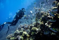 Respirer sous l'eau sans bouteille : la science-fiction à l’épreuve des labos