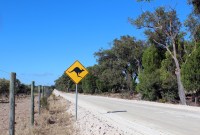 En Australie, les voitures autonomes de Volvo ne détectent pas les kangourous