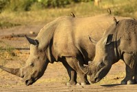 Pour lutter contre le braconnage, cette startup imprime de fausses cornes de rhinocéros en...