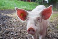 Des cerveaux de cochons morts ont été remis en fonctionnement : mais sont-ils vivants...