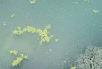 Cette bactérie cachée dans un volcan peut aider à étudier la vie sur Mars