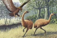 Le plus gros oiseau du monde pesait plus d'une demi-tonne et était chassé par...