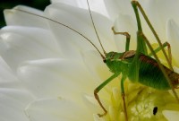 Une invasion zombie est en cours, mais elle ne vient pas d’où l’on pensait