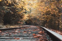 Pourquoi les feuilles mortes peuvent ralentir les trains en automne