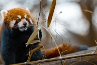 Pourquoi Mozilla va proposer des services payants dans Firefox
