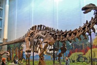 Un nouveau dinosaure de 12 mètres de long a été découvert avec son crâne...