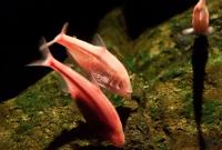 L'étonnante faculté de ce poisson qui régénère son cœur pourrait aider les survivants d'une...