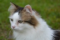 Les chats ne cessent de grandir au Danemark, et c'est grâce aux humains