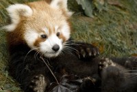 Mozilla arrête ses expériences sur Firefox, mais ce n'est que partie remise