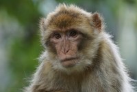 Pourquoi les 5 clones de « macaques CRISPR » posent question