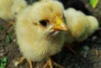 Une entreprise allemande a trouvé une solution pour qu'on arrête de tuer les poussins...