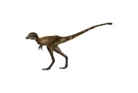 À quoi ressemblait un bébé T. Rex ? À un poulet avec des dents...