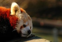 Blocage du son des vidéos, alertes remaniées... : quelles sont les nouveautés de Firefox...
