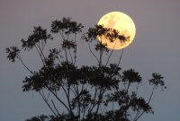 Comment observer la troisième « super lune » de 2019 ce 21 mars