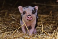 Des cellules du cerveau de cochons morts ont bien été réactivées : peut-on parler...