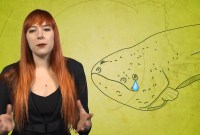 Game of Thrones, animaux, zététique : 5 chaînes YouTube à suivre en mai 2019