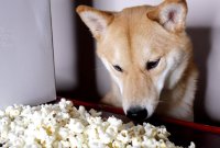 Les animaux sont des artistes ASMR comme les autres (ou presque)