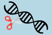 « Bébés CRISPR » : la Chine agit enfin pour encadrer les modifications génétiques
