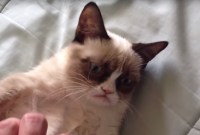 Pourquoi Grumpy Cat tirait-elle la tronche ?