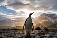 Installer Linux, c’est facile. Voici maintenant une formation pour s'en servir correctement