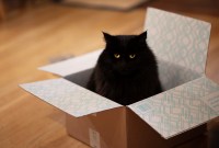 Confinement : comment bien remplir l'attestation de sortie pour adopter un animal