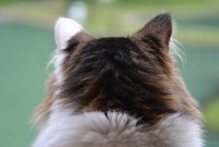 Chat ou chien perdu : quels sont les sites et groupes Facebook à connaître...