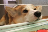 Pourquoi vos photos d'animaux sur les réseaux sociaux peuvent compromettre votre sécurité
