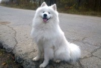 Après la surveillance étatique, cette startup chinoise utilise son IA pour retrouver les chiens...