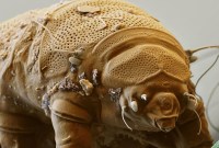 Des milliers de minuscules tardigrades sont peut-être en vie sur la Lune
