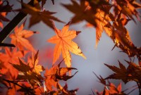 Pourquoi l'équinoxe d'automne tombe-t-il le 22 septembre cette année ?