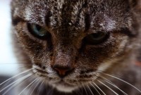 Faut-il abattre des chats pour sauver l'écosystème australien après les incendies ?