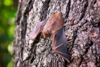 Le coronavirus SARS-CoV-2 serait un hybride issu de la chauve-souris et du pangolin