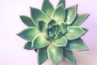 Pourquoi les plantes sont-elles vertes ?