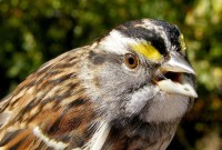 Ces oiseaux ont diffusé un nouveau chant à l'échelle de tout un continent