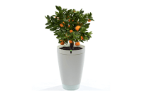 Le Bon Plan du Jour : le pot connecté Parrot est à 29 euros...