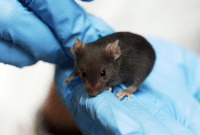 Pourquoi nous continuons à tester nos médicaments sur des animaux