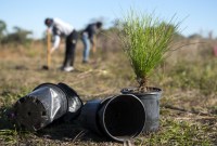 Elon Musk vient de faire don d’un million d’arbres sur un coup de tête