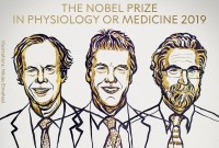 Prix Nobel 2019 de médecine : pourquoi les découvertes des lauréats sont essentielles