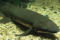Le génome de ce poisson apporte des indices sur notre propre histoire évolutive