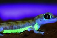 Pourquoi ces geckos deviennent-ils fluorescents la nuit ?