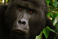 Pourquoi des gorilles peuvent-ils être infectés par le coronavirus ?