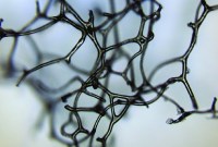 Ce fossile vieux de 890 millions d'années pourrait être la première trace de vie...