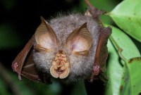 Des cousins du coronavirus SARS-CoV-2 existent-ils chez les animaux ?