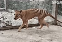 La colorisation d'une vidéo de 1933 fait renaître le tigre de Tasmanie, éteint en...