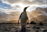 Votre ordinateur n'est pas compatible avec Windows 11 ? Essayez Linux sans risques