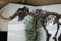 C'est la rapidité d'un changement climatique qui a achevé les mammouths