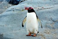 Après 2 mois de jour en Antarctique, les manchots verront 2 minutes de nuit...