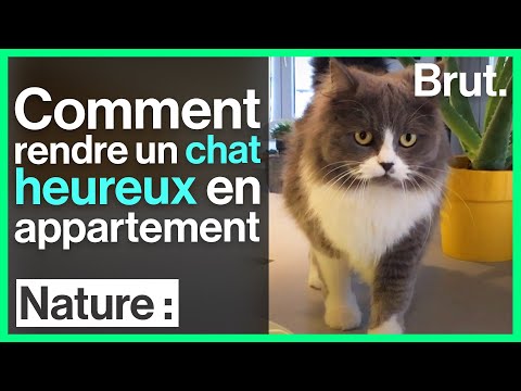 Chat En Appartement Ce Qu Il Faut Faire Pour Qu Il Soit Heureux